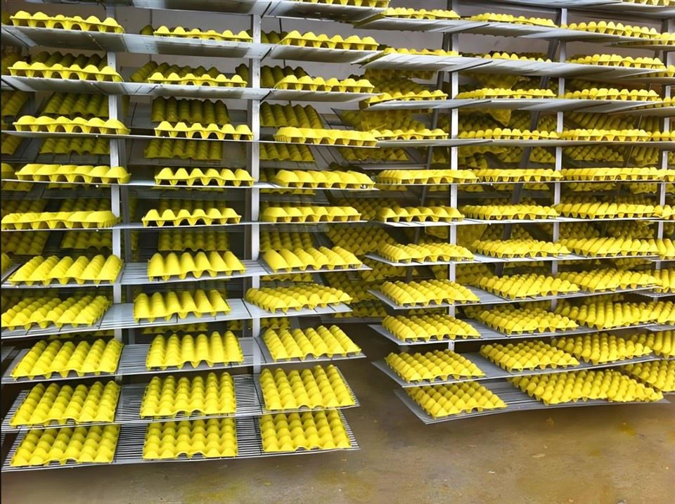 Egg Holder Machine